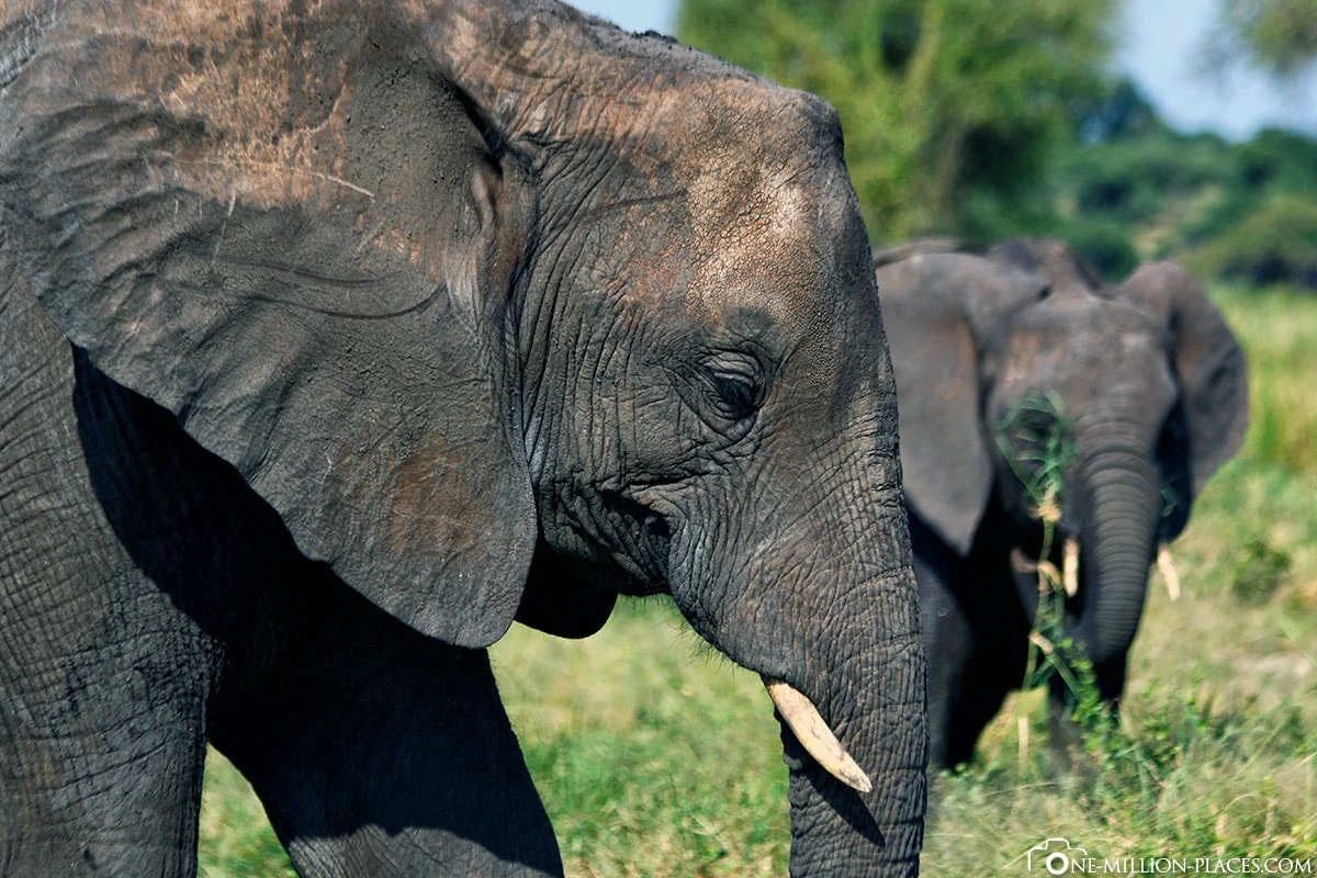 Elephants-Paradise-Tarangire-National-Park.webp