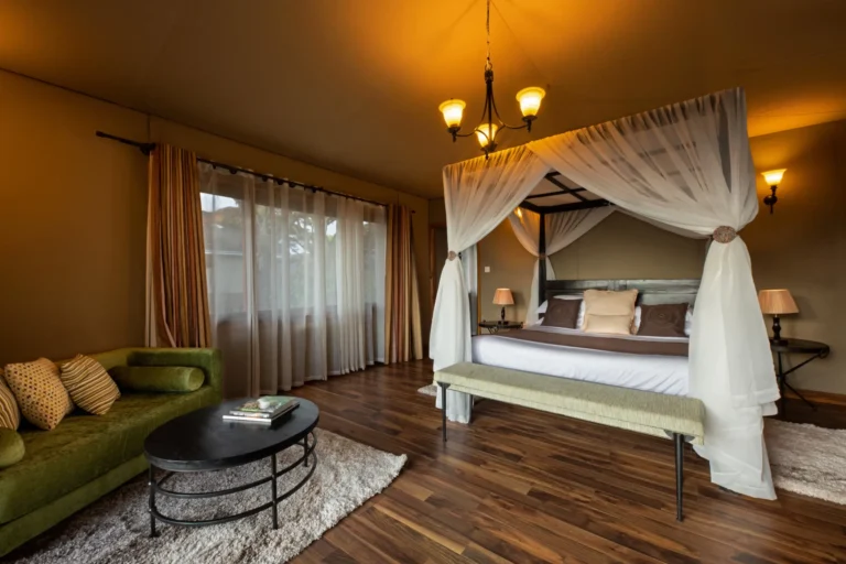 rooms lion paw