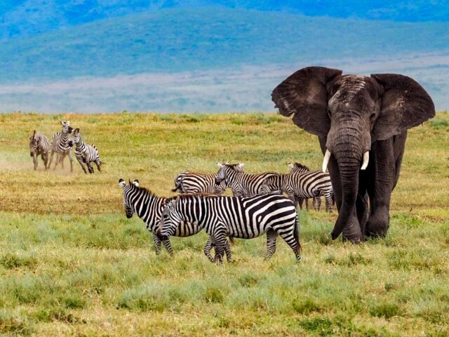21-SERWILD-elephant-zebra-game-drive-safari-tanzania-640x480