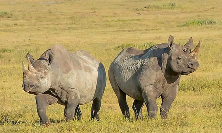 3-days-tarangire-ngorongoro-crater