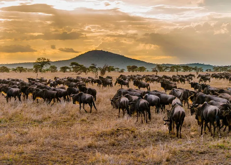 5_days_wildebeest_migration_serengeti_adventure