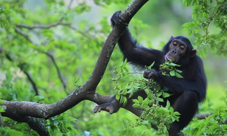-Chimpanzee-Tracking-Habituation-