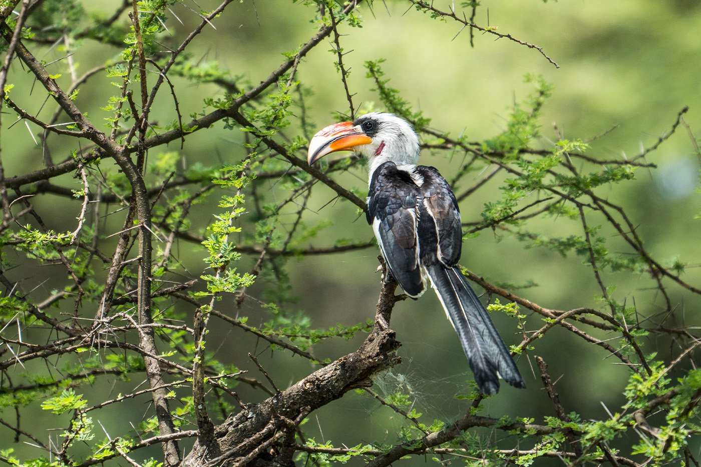 Day 1 Arusha to Tarangire National Park