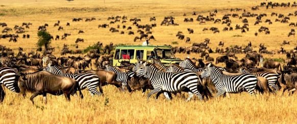 Game-drives-in-Serengeti-National-Park-582x244-1
