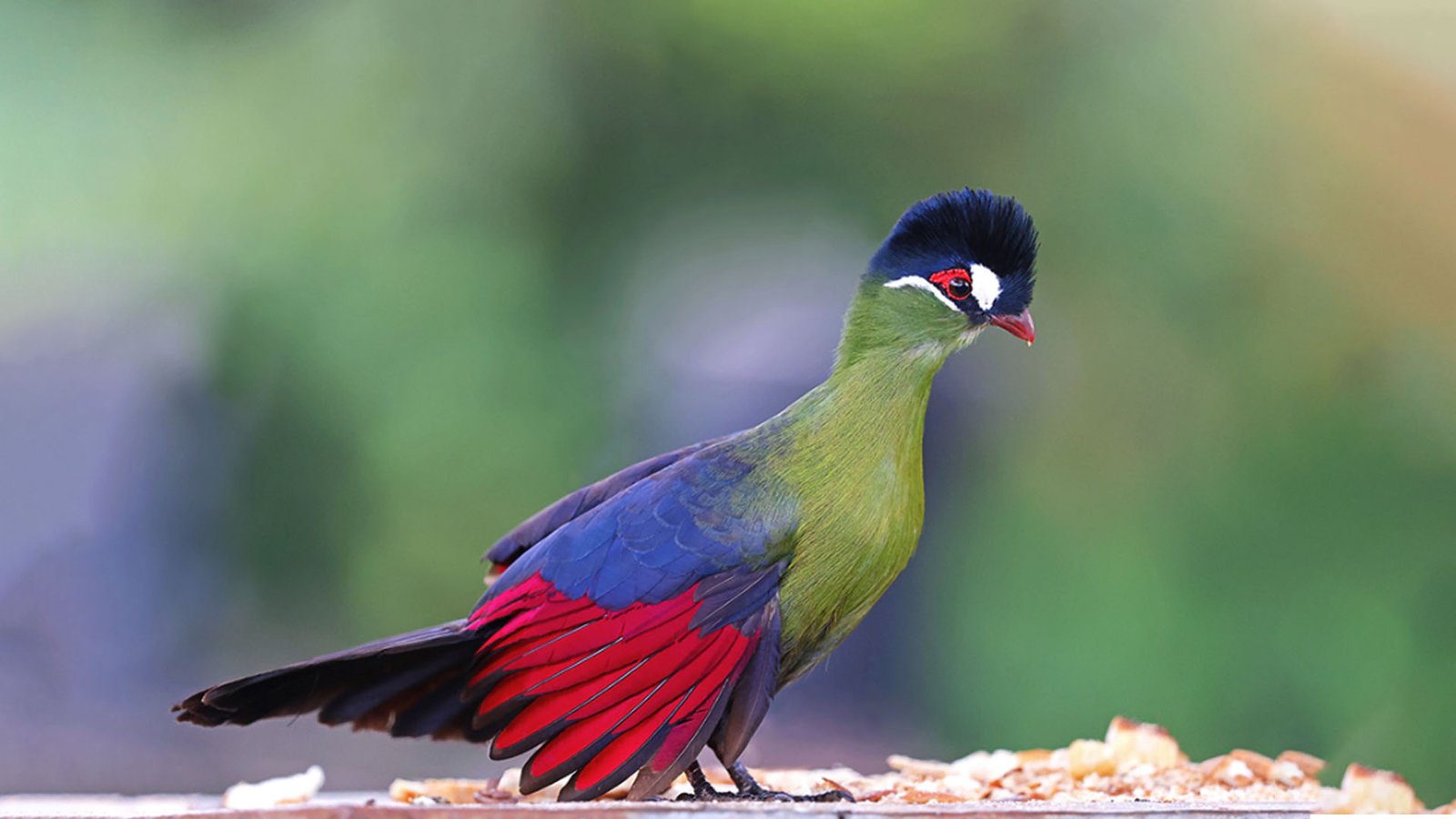 Hartlaubs-Turaco