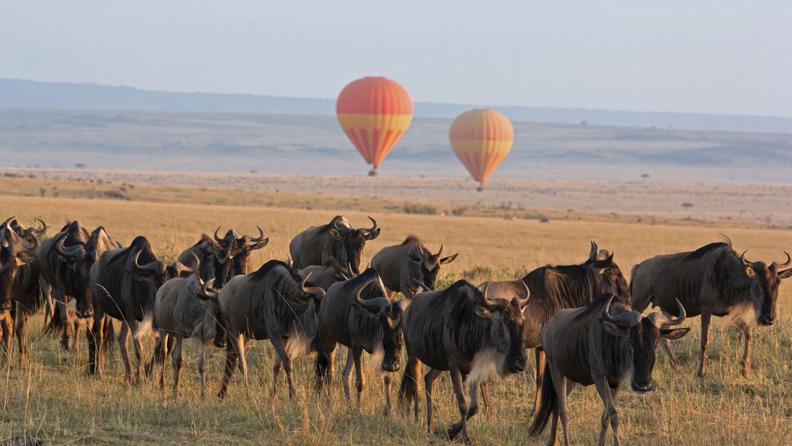 Serengeti National Park (Following the Great Migration)