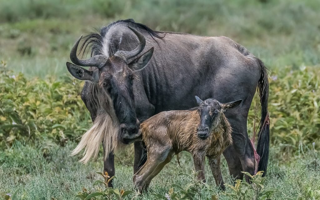 Serengeti Safari Camp