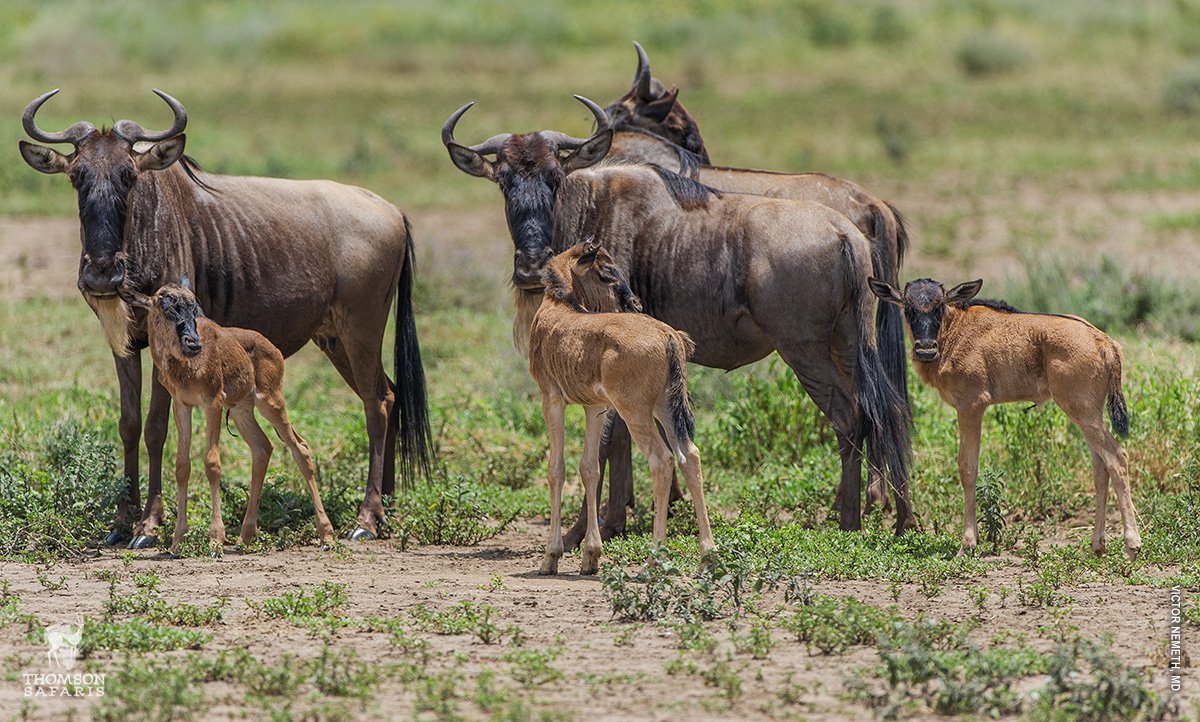 Southern-Serengeti-National-Park-calves