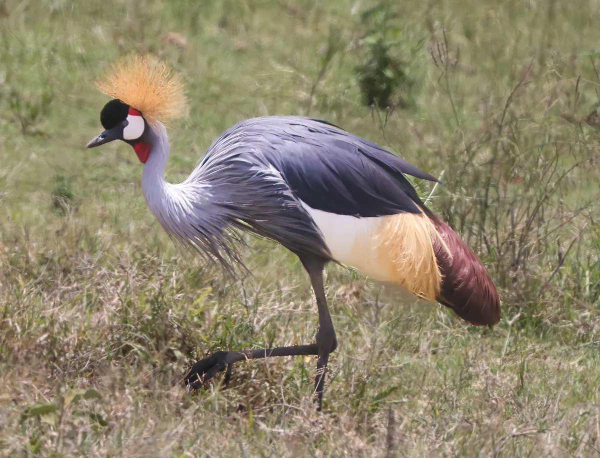 gray-crowned-crane