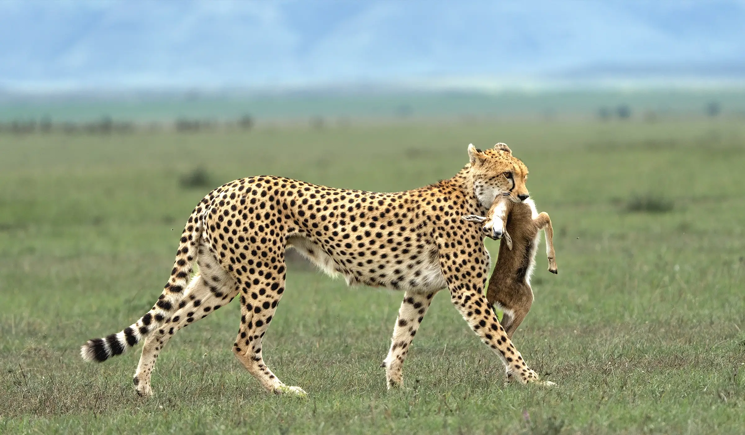 serengeti-national-park 1